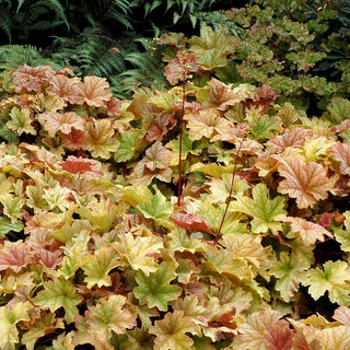 Topaz Jazz Coral Bells (Heuchera topaz 'Jazz') - 1 gallon