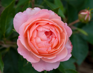 Calypso Rose (Rosa E.E 'Calypso') - 2 gallon
