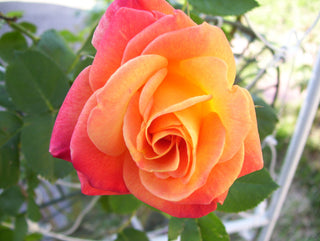 Joseph's Coat Climbing Rose (Rosa CL 'Joseph's Coat') - 3 gallon