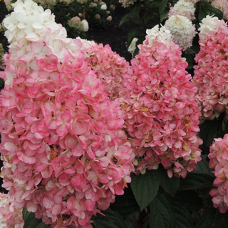 Magical® Ruby Snow Hydrangea  (Hydrangea 'P Ruby Snow') - 1 gallon