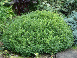 NewGen Liberty Bell™ Boxwood (Buxus newgen 'Liberty Belle') - 1 gallon 8"