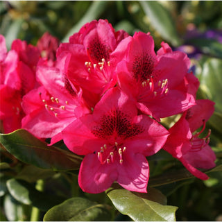 Nova Zembla Rhododendron (Rhododendron nova 'Nova Zembla') - 1 gallon 6"