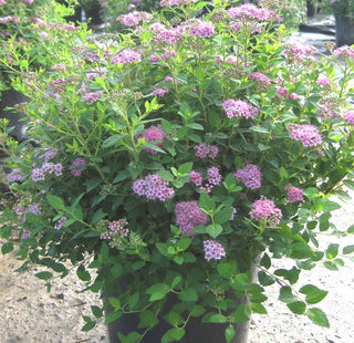 Little Princess Spiraea (Spiraea japonica 'Little Princess') - 1 gallon 6"