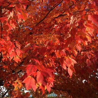Red Sunset® Red Maple (Acer rubrum 'Franksred') - 3 gallon 48"