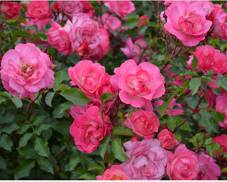 Sunrise Sunset Rose (Rosa E.E 'Sunrise Sunset') - 2 gallon