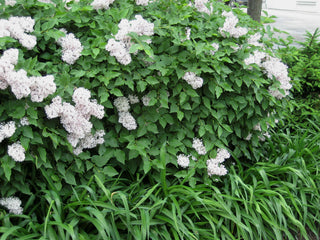 Miss Kim Lilac (Syringa patula 'Miss Kim') - 2 gallon