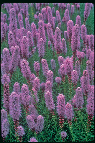 Gayfeather (Liatris kobold) - 1 gallon