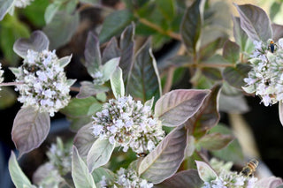 Smokey Mountain Mint (Pycnanthemum x 'Smokey Mountain Mint') - 1 gallon