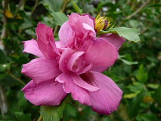Lucy Rose of Sharon (Hibiscus syriacus 'Lucy') - 1 gallon