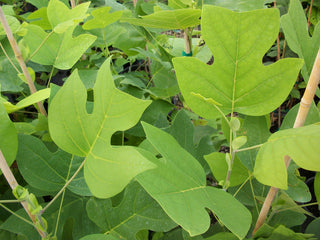 Tuliptree (Liriodendron tulipifera) - 3 gallon