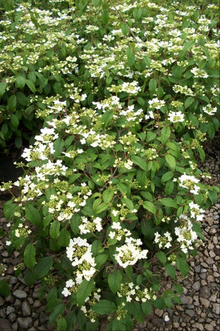 Summer Snowflake Viburnum (Viburnum plicatum 'Summer Snowflake') - 1 gallon