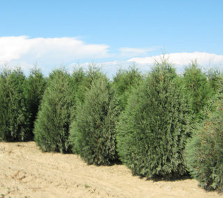 Techny Mission Arborvitae (Thuja occidentalis 'Techny Mission') - 2 gallon 15-18"