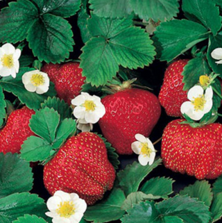Fragaria Ozark Beauty Everbearing Strawberry (Fragaria ozark 'Beauty') - 1 gallon
