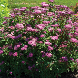 Empire® Ice Dragon™ Spiraea (Spiraea empire 'Ice Dragon') - 1 gallon