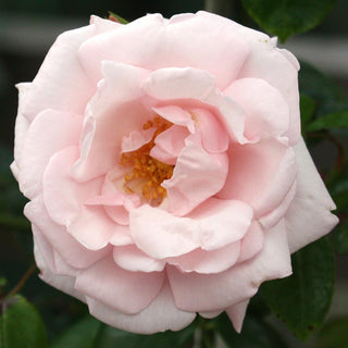 New Dawn Climbing Rose (Rosa CL 'New Dawn') - 1 gallon