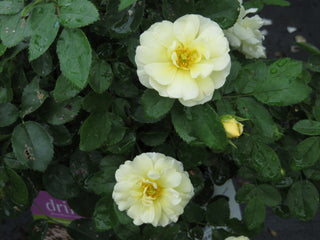 Popcorn Drift® Rose (Rosa 'Drift Popcorn') - QT