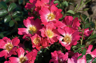 Pink Drift® Rose (Rosa 'Drift Meijocos') - QT