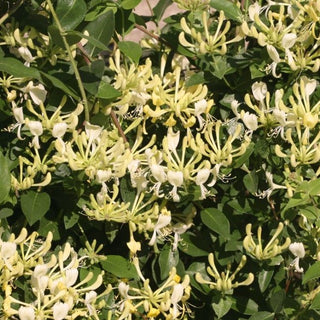 Scentsation Honeysuckle (Lonicera P 'Scentsation') - 3 gallon