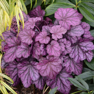 Primo® 'Wild Rose' Coral Bells (Heuchera wild 'Rose') - 1 gallon