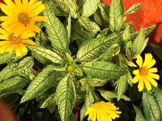 Sunstruck False Sunflower (Heliopsis helianthoides 'Sunstruck') - 1 gallon