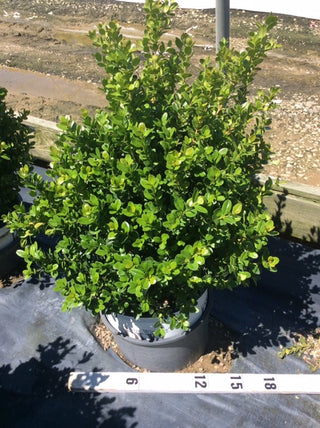 Sprinter® Boxwood (Buxus microphylla 'Sprinter') - 3 gallon