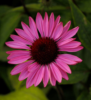 Ruby Star Coneflower (Echinacea purpurea 'Ruby Star') - 1 gallon