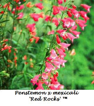 Red Rocks Penstemon (Penstemon redrocks) - 1 gallon