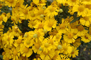Sombrero Sneeze Weed (Helenium 'Mariachi Sombrero') - 1 gallon