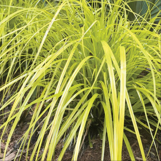 Evercolor® Everillo Gold Weeping Sedge (Carex 'Carex Everillo') - 1 gallon