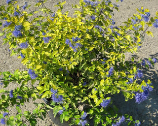 Sunshine Blue® II Bluebeard (Caryopteris sunshine 'Blue Ii') - 2 gallon 12"