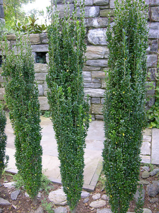 Sky Pencil Holly (Ilex crenata 'Sky Pencil') - 1 gallon