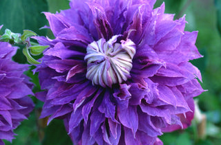 Diamantina™ Clematis (Clematis diamantina 'Diamantina') - 1 gallon