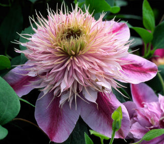 Empress™ Clematis (Clematis 'Evipo011') - 1 gallon