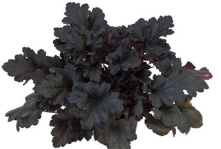 Primo® 'Black Pearl' Coral Bells (Heuchera 'Black Pearl') - 1 gallon