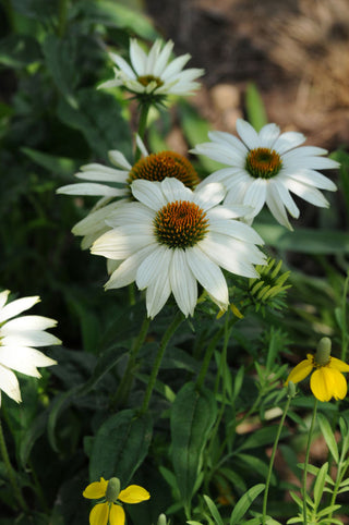 PowWow White Coneflower (Echinacea purpurea 'PowWow White') - QT