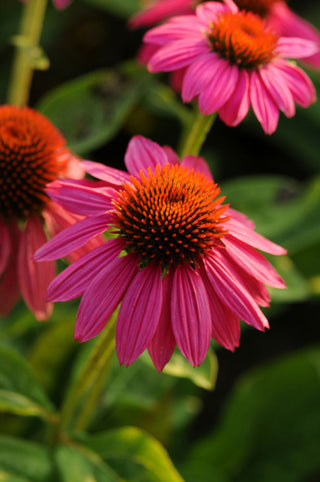 Powwow Wild Berry Coneflower (Echinacea purpurea 'PowWow Wild Berry') - QT