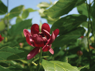 Proven Winners® Color Choice® Aphrodite Sweetshrub (Calycanthus x 'Aphrodite') - QT