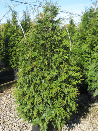 Green Giant Arborvitae (Thuja plicata 'Green Giant') - QT