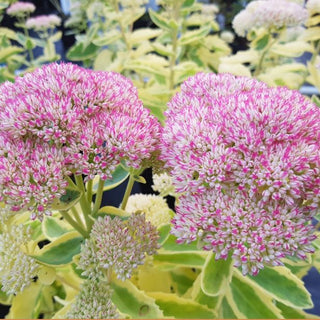 Frosted Fire Autumn Stonecrop (Sedum frosted 'Fire') - 1 gallon
