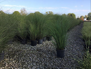 Scout Maiden Grass (Miscanthus 'M. S. Scout') - 3 gallon