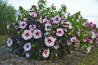 Summerific® 'Perfect Storm' Rose Mallow (Hibiscus x 'Summerific Perfect Storm') - 1 gallon