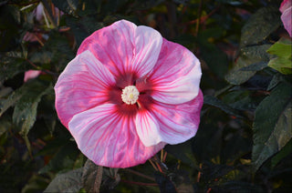 Summerific® 'Cherry Choco Latte' Rose Mallow (Hibiscus 'Cherry Choco Latte') - 1 gallon