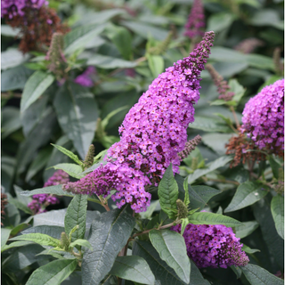 Pugster Periwinkle® Butterfly Bush (Buddleia 'Pugster Periwinkle') - 3 gallon