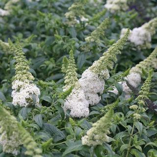 Pugster White® Butterfly Bush (Buddleia 'Pugster White') - 3 gallon