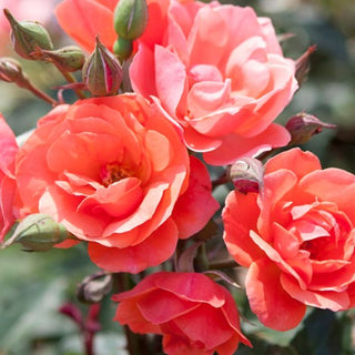 Coral Knock Out® Rose (Rosa K.O 'Radyod') - 3 gallon