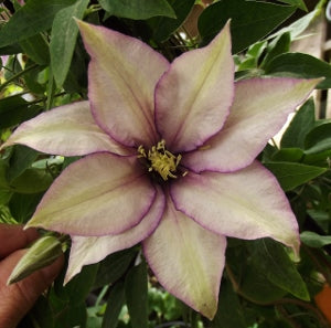 Samaritan Jo Clematis (Clematis samaritan 'Jo') - 1 gallon
