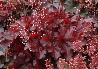 Forever Red Coralbells (Heuchera forever 'Red') - 1 gallon