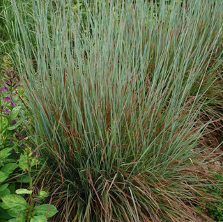 Standing Ovation Little Bluestem (Schizachyrium 'Stand. Ovation') - 2 gallon