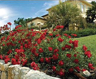Red Drift® Rose (Rosa 'Drift Meigalpio') - QT