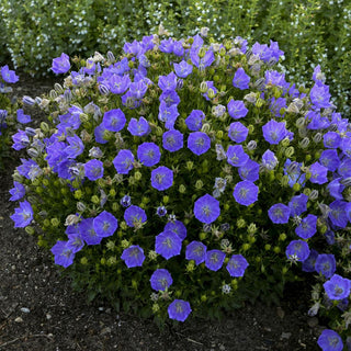 Rapido Blue Bellflower (Campanula carpatica 'Rapido Blue') - 1 gallon